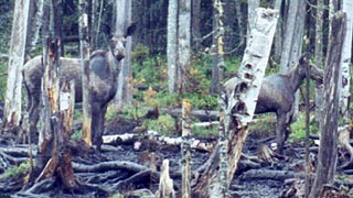 Moose with calf