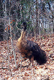 Emu at Wallace Gap
