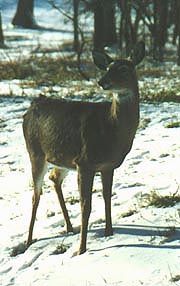 Bambi in Shenandoah