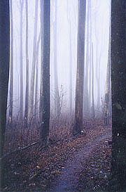 Ramrock Mtn - trees in rain