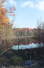 Beaver Pond reflections