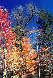 Fall color - South Mt. Restoration Center