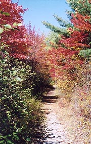 Foliage entering Baxter Park
