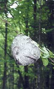 Beehive in trail