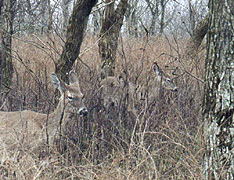 Camouflaged Deer