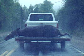 Expired moose