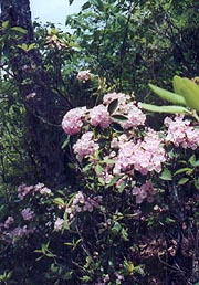 Mountain Laurel in bloom