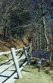 Trail out of Newfound Gap