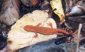 A newt underfoot