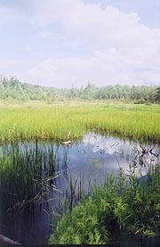 Crossing a beaver pond