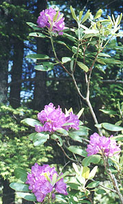 Blooming Rhododendrons
