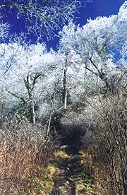 An icy tunnel of a trail