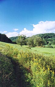 The pastoral VT meadows